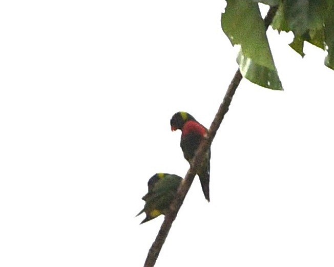 Coconut Lorikeet - ML640506183