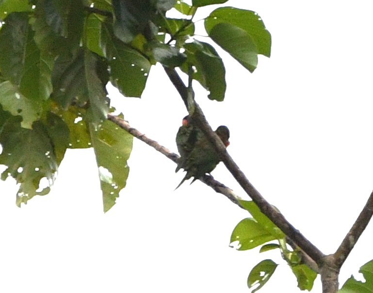 Coconut Lorikeet - ML640506187