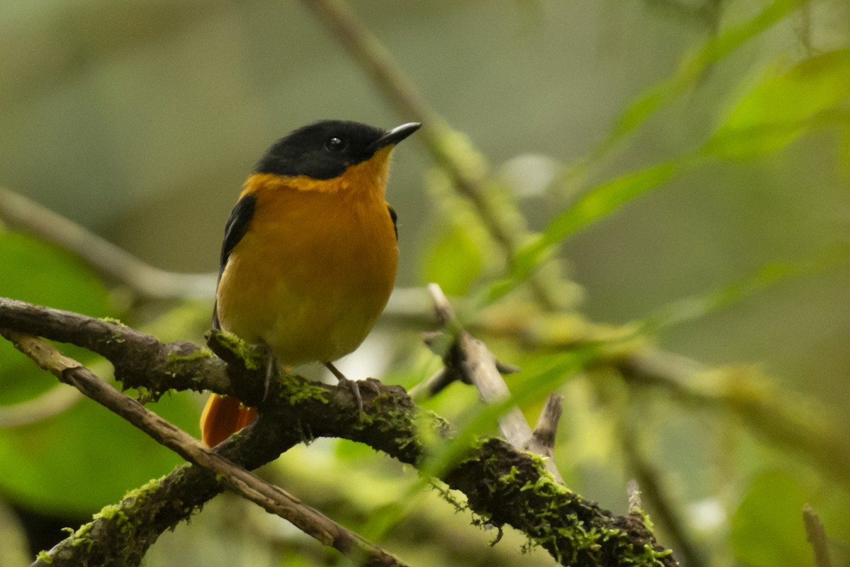 Black-and-orange Flycatcher - ML640506210