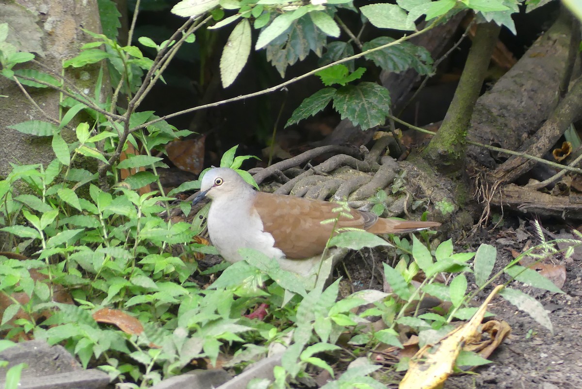 Pallid Dove - ML640506222
