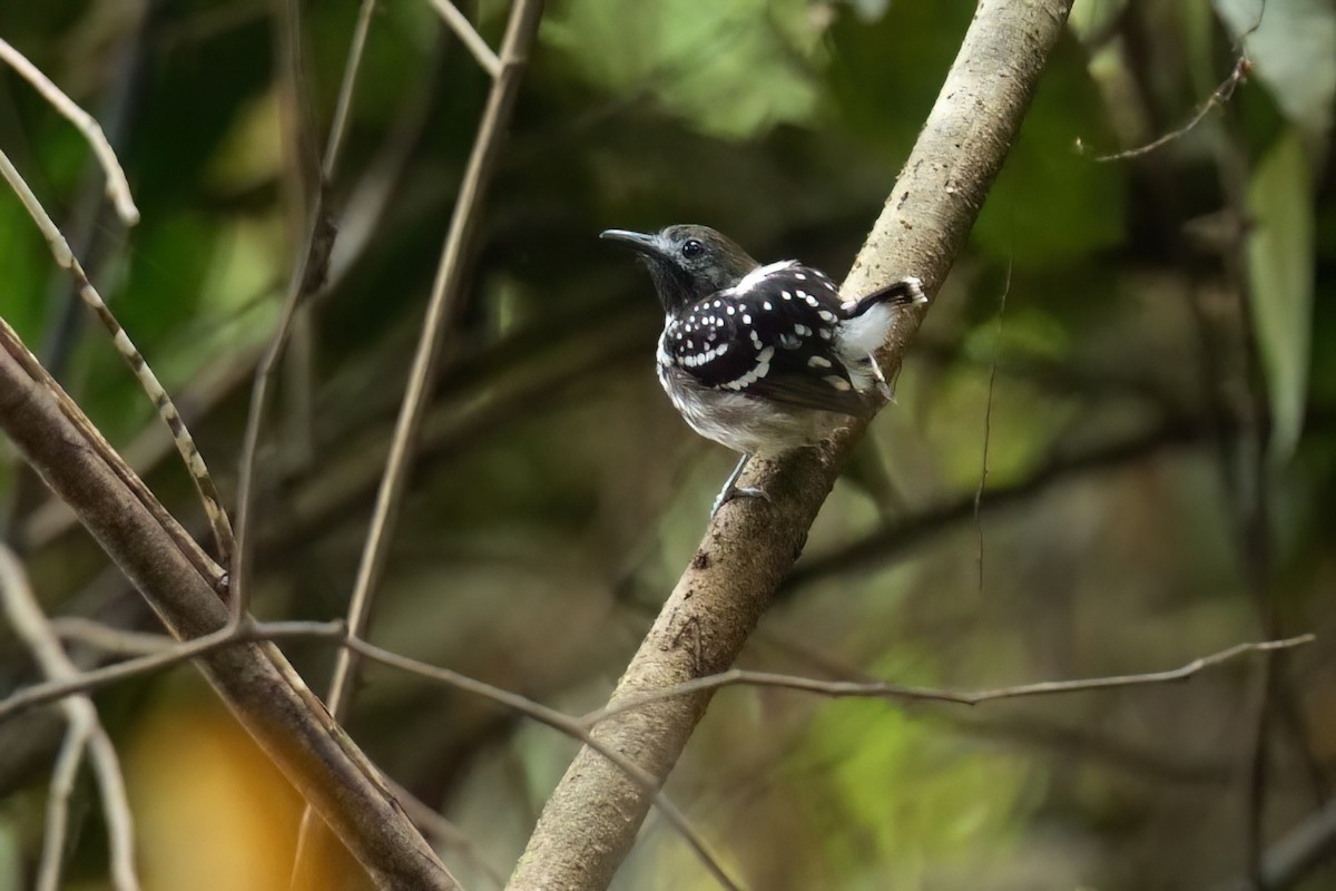 Dot-backed Antbird - ML640506262