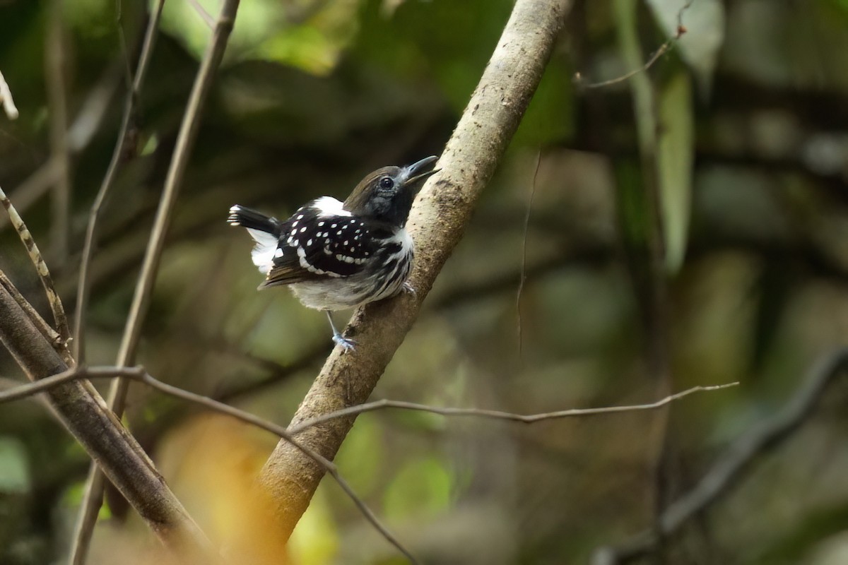 Dot-backed Antbird - ML640506263