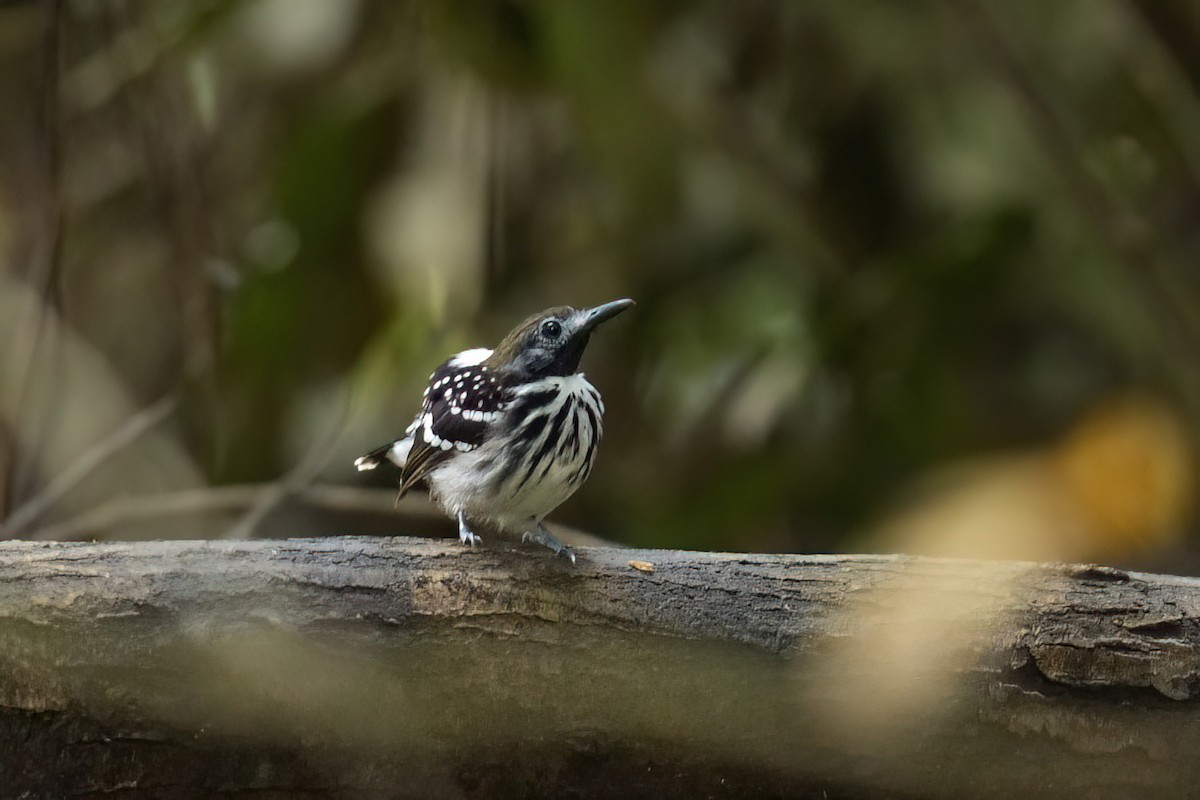 Dot-backed Antbird - ML640506264