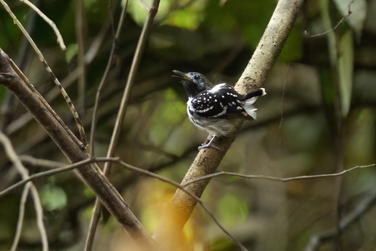 Dot-backed Antbird - ML640506265