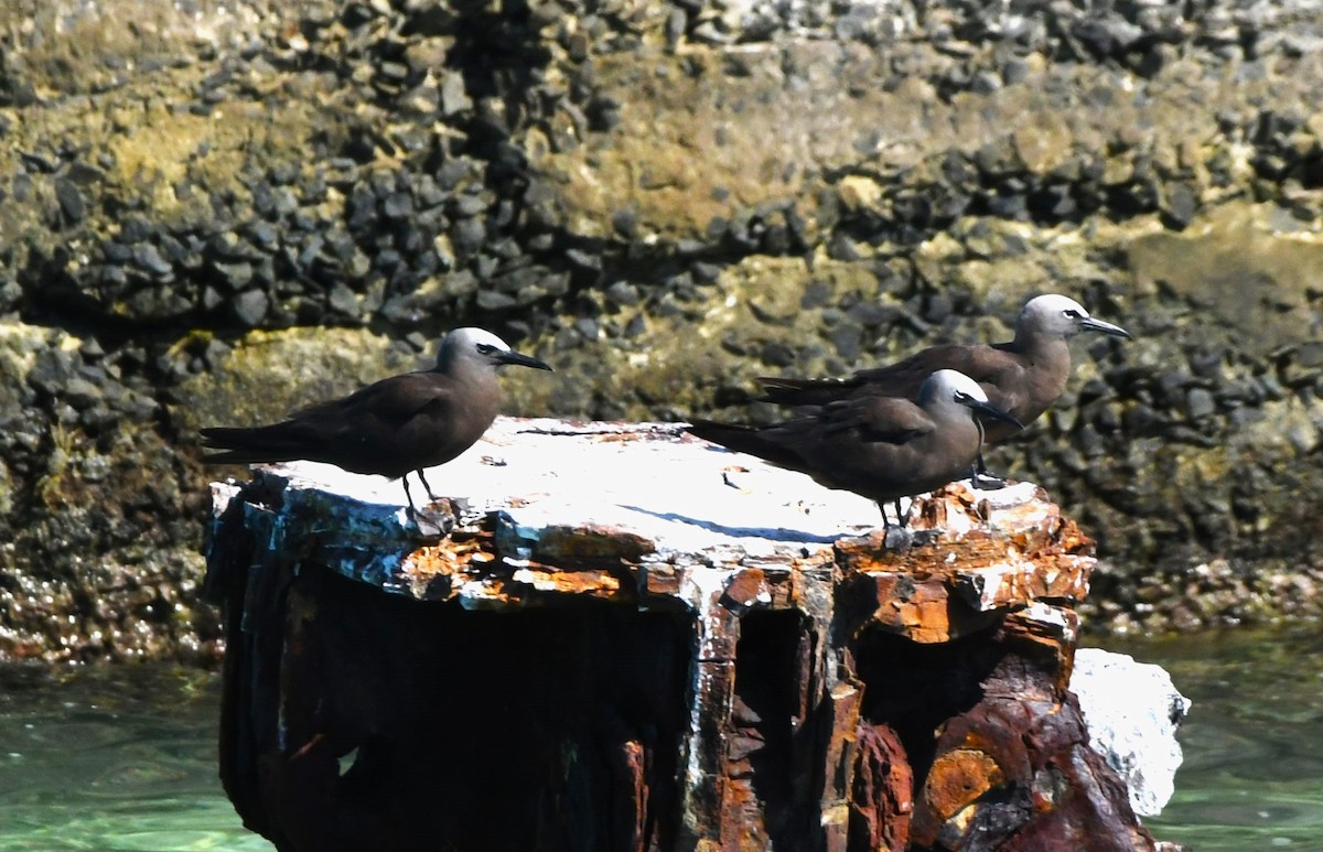 Brown Noddy - ML640506277