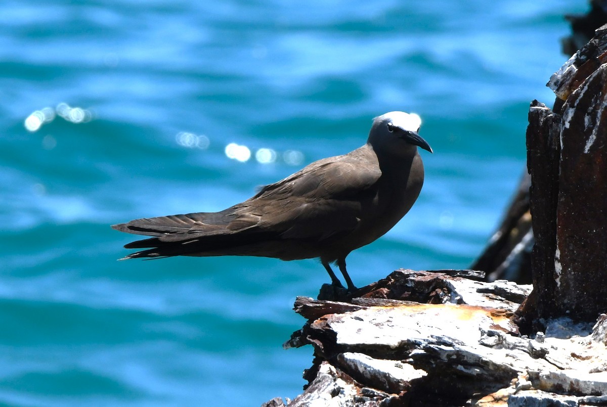 Brown Noddy - ML640506282