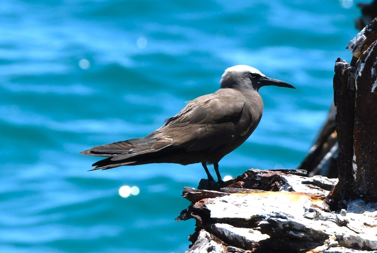 Brown Noddy - ML640506287