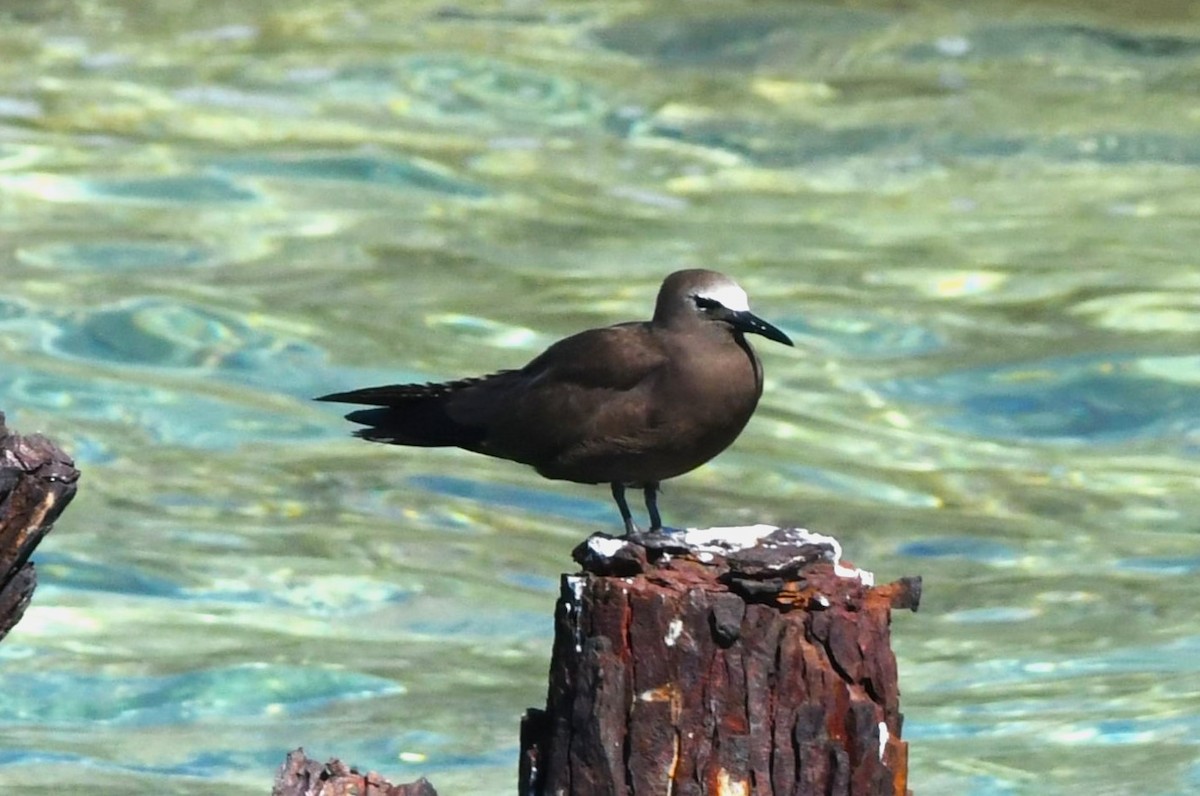 Brown Noddy - ML640506289