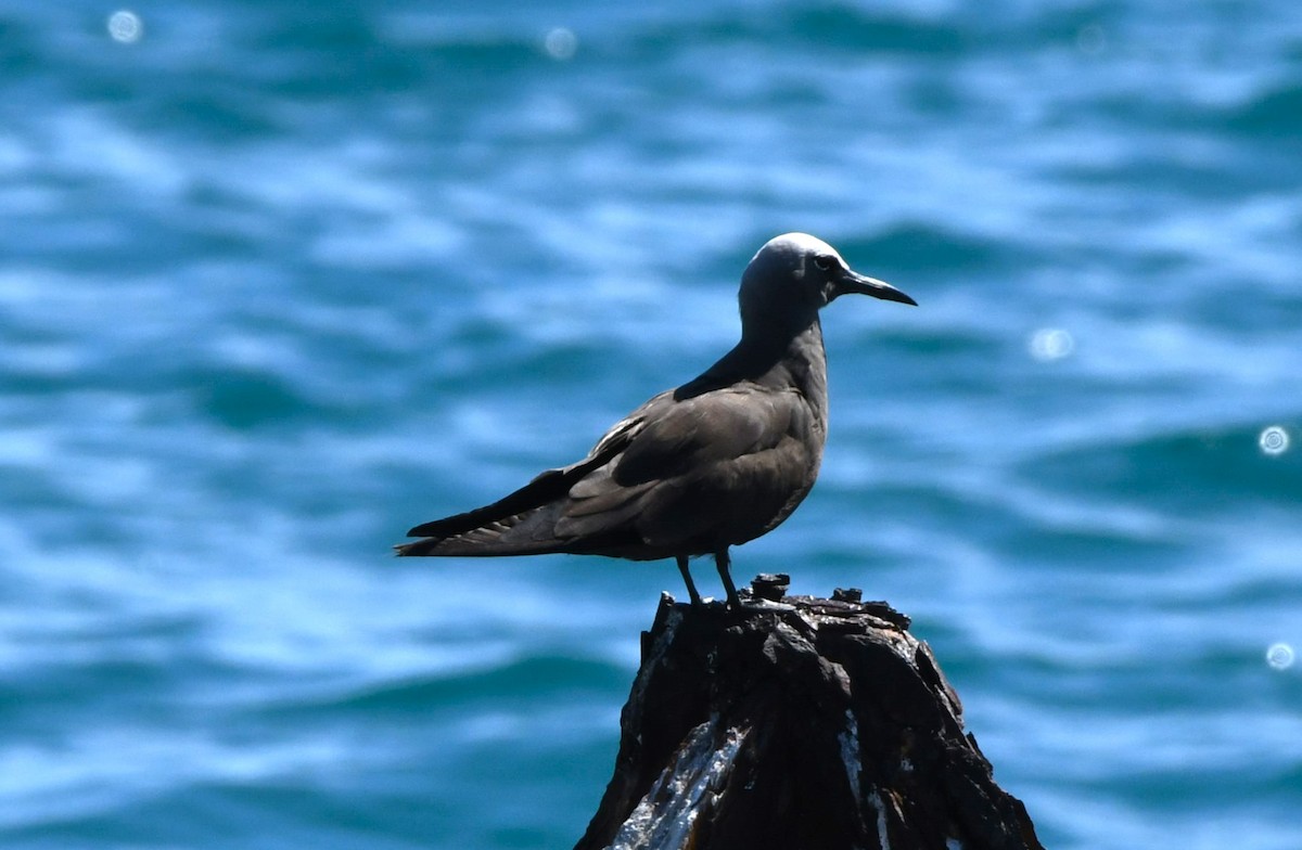 Brown Noddy - ML640506293