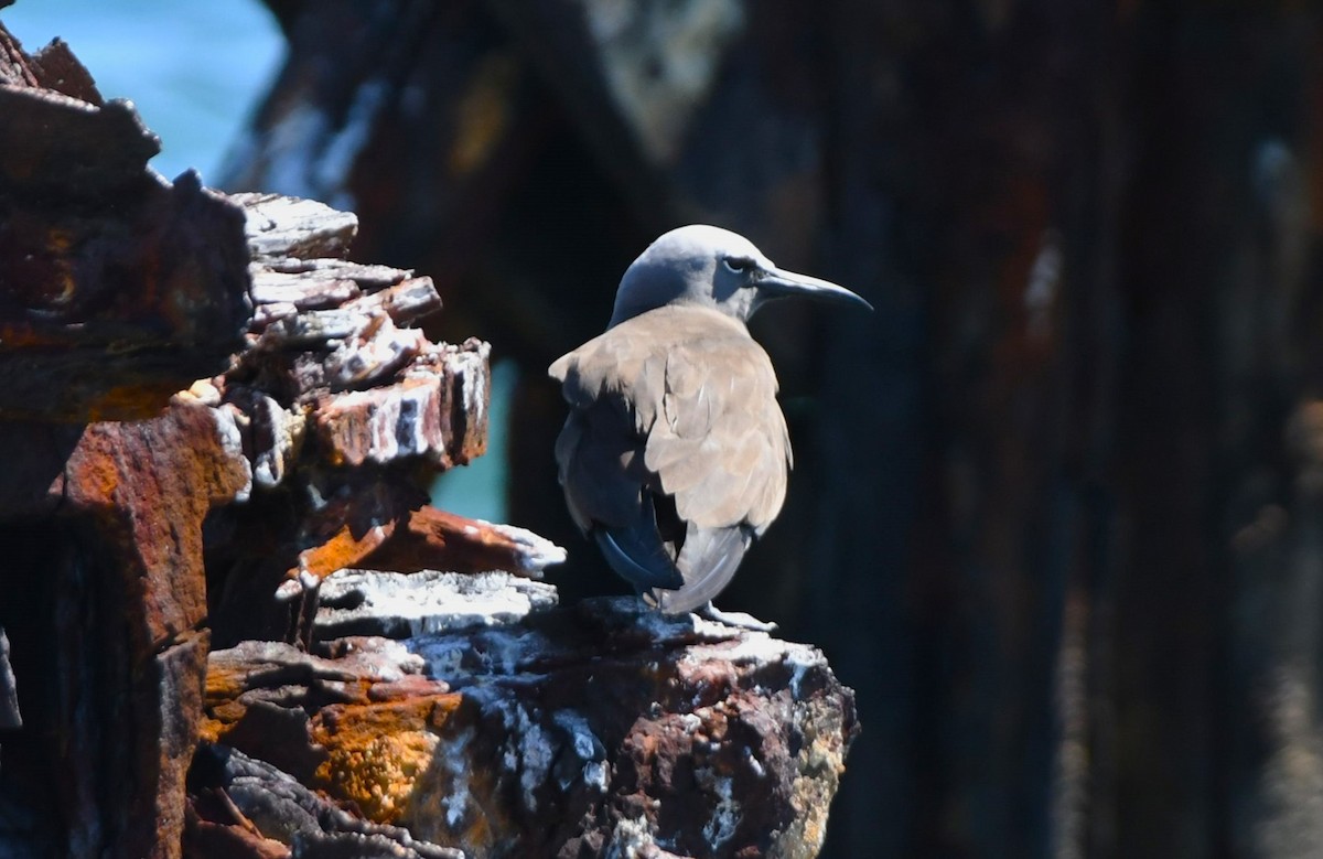 Brown Noddy - ML640506300