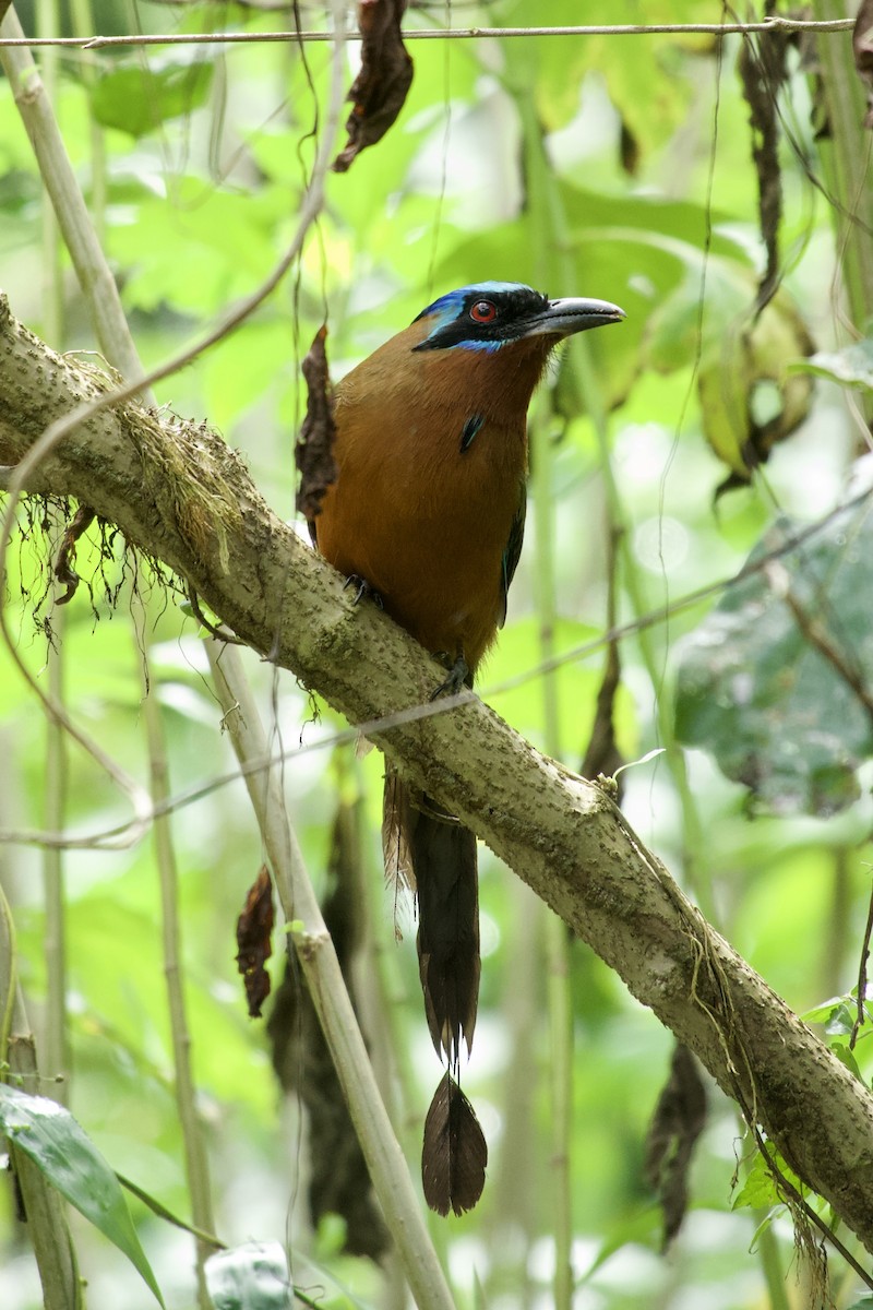 Trinidad Motmot - ML640506303