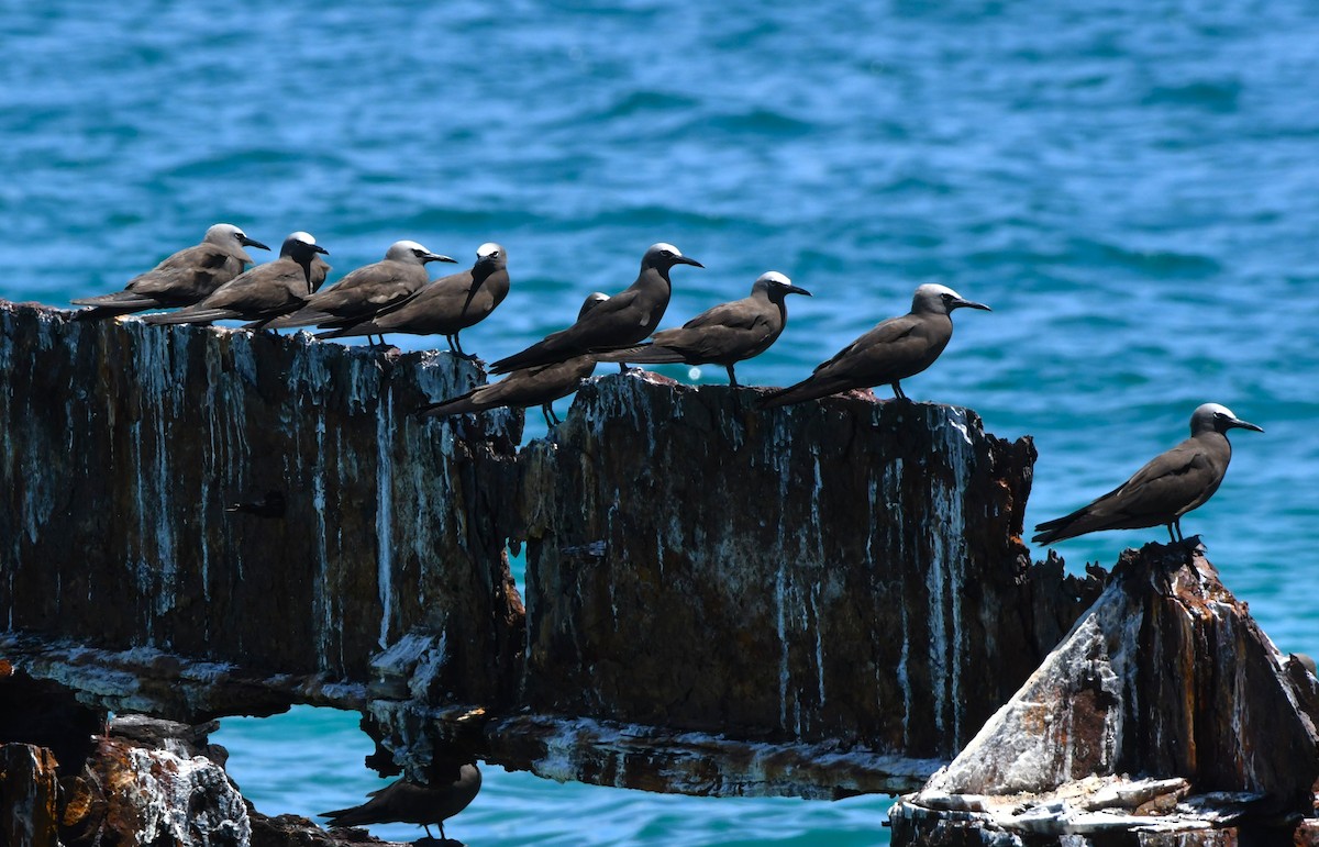 Brown Noddy - ML640506304