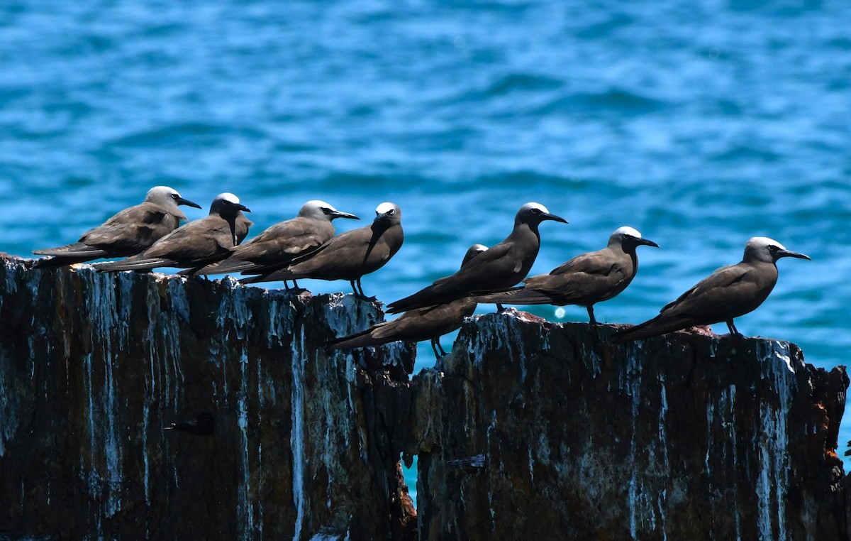 Brown Noddy - ML640506307