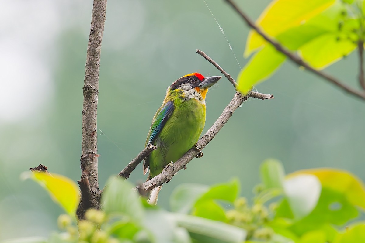 Golden-throated Barbet - ML640506349