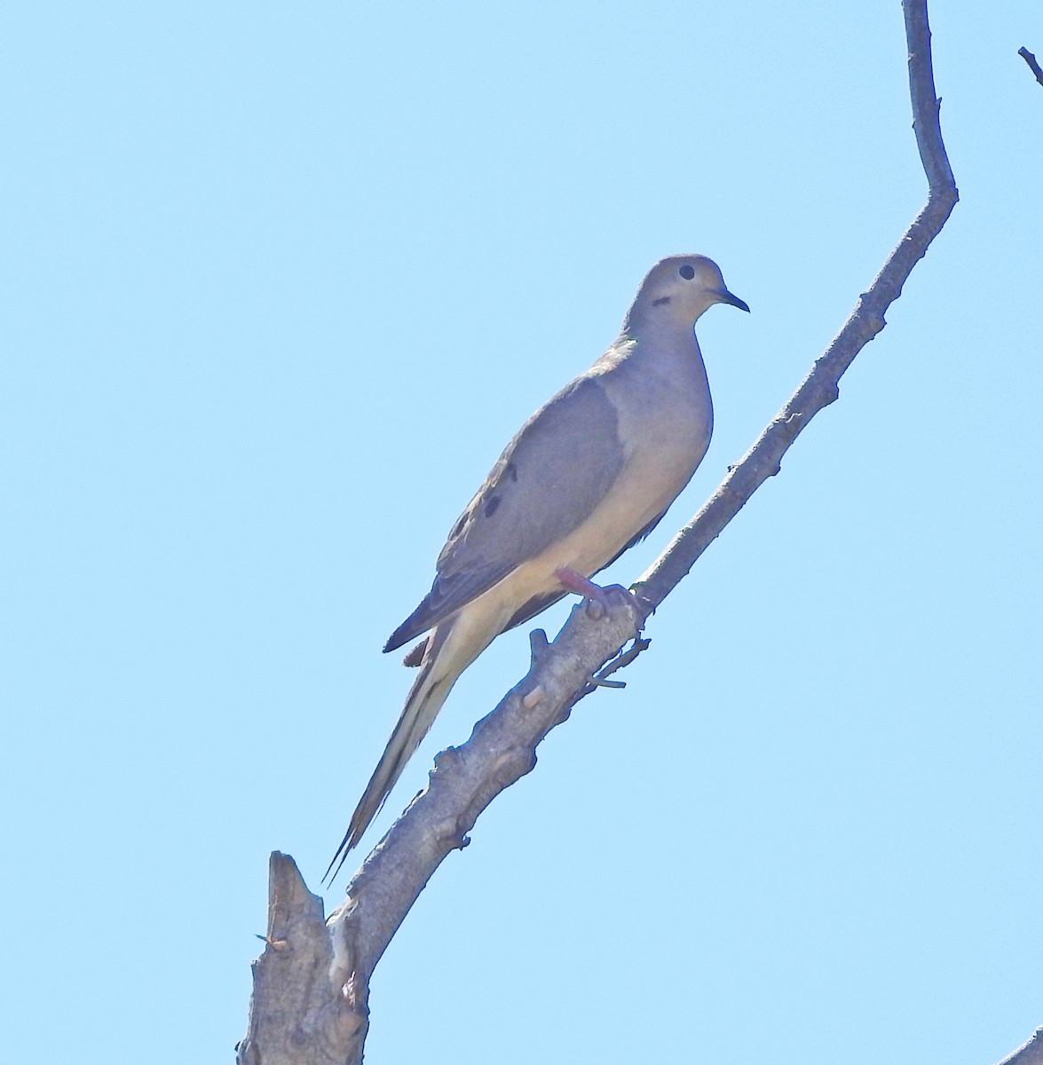 Mourning Dove - ML640506396