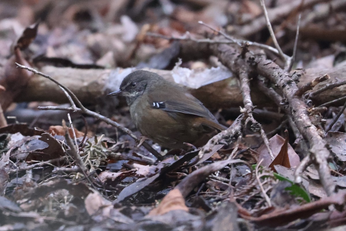 Tasmanian Scrubwren - ML640506437