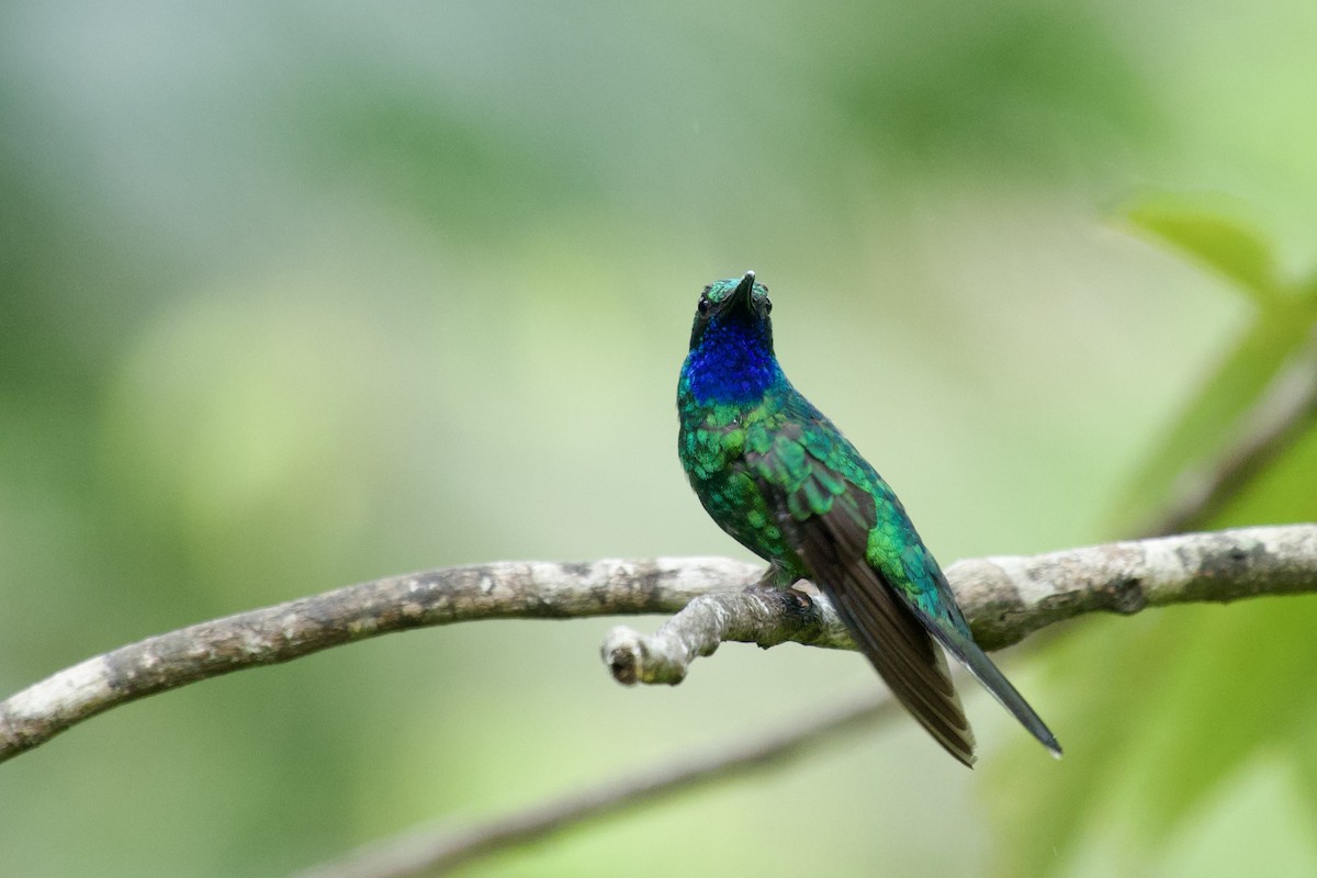 Weißschwanz-Degenflügel - ML640506509