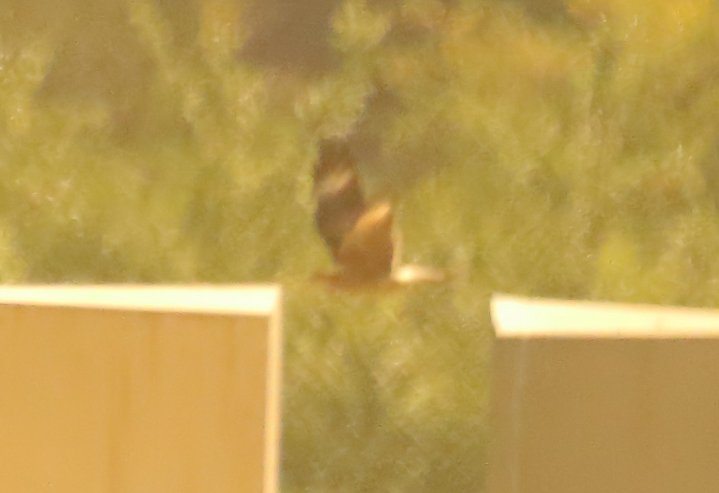 Chimango Caracara - ML640506595