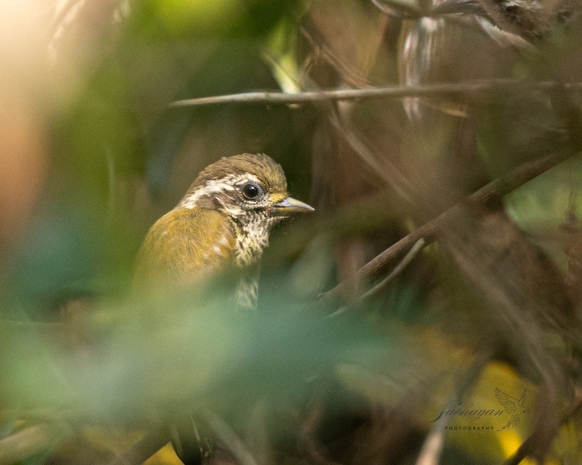Speckled Piculet - ML640506598