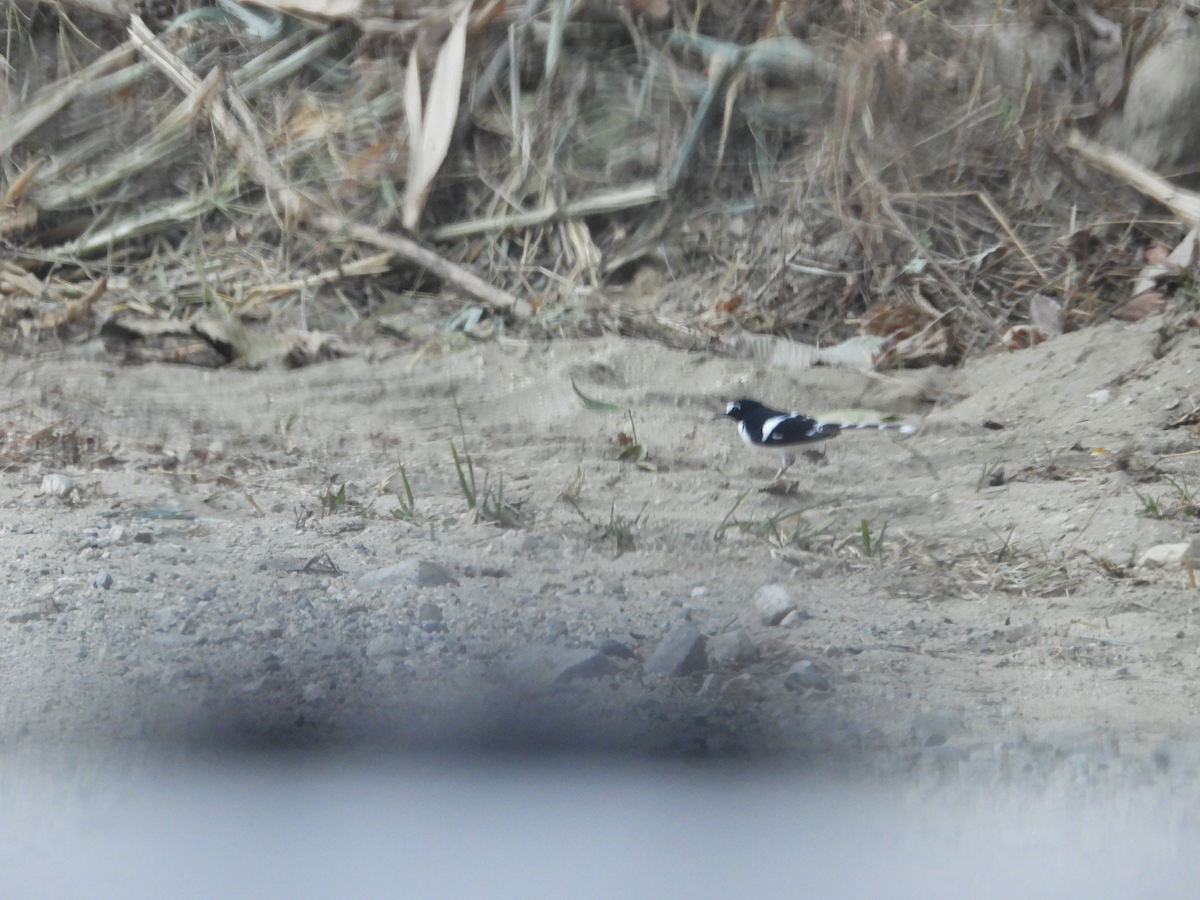 Black-backed Forktail - ML640506614