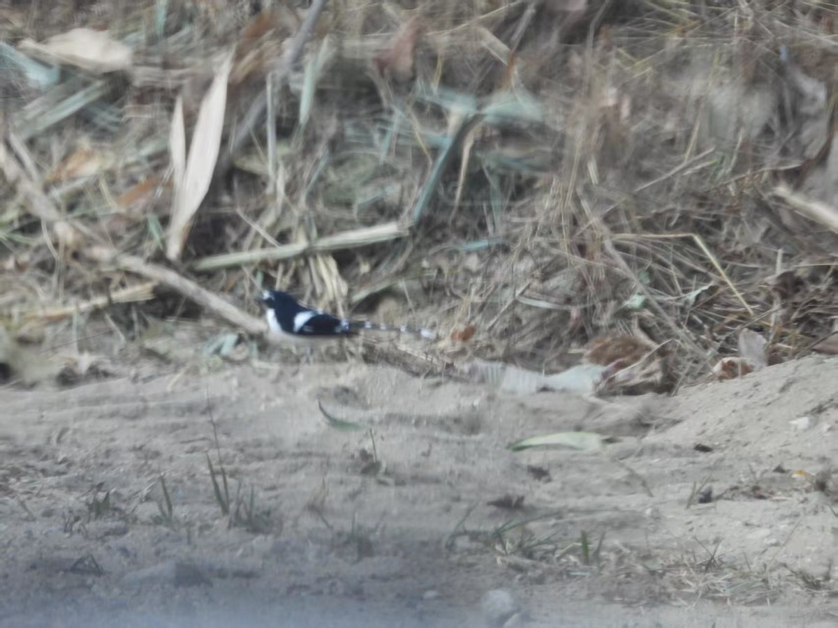 Black-backed Forktail - ML640506616