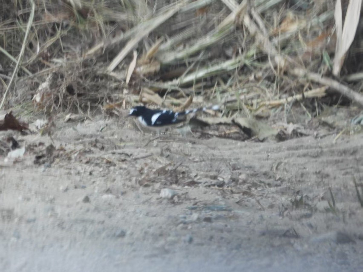 Black-backed Forktail - ML640506620