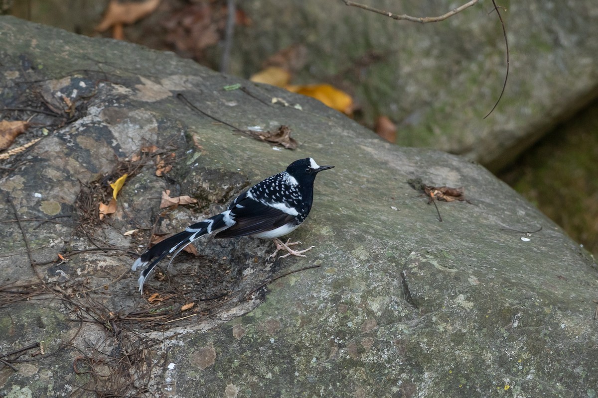 Spotted Forktail - ML640506641