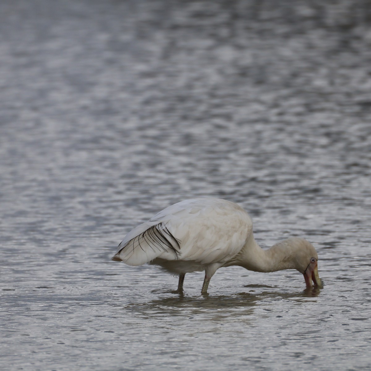 Yellow-billed Spoonbill - ML640506681