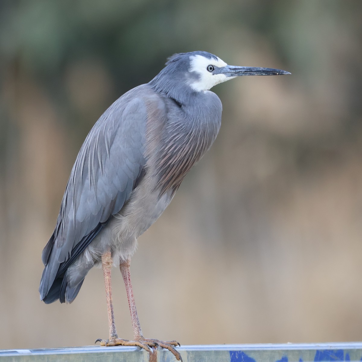 White-faced Heron - ML640506682