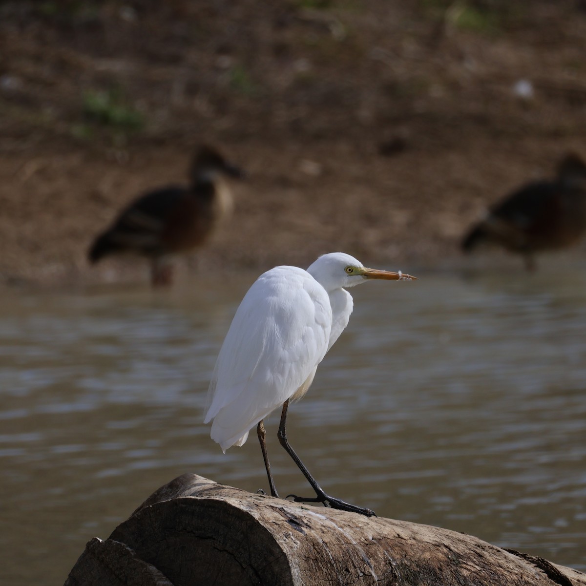 Plumed Egret - ML640506687