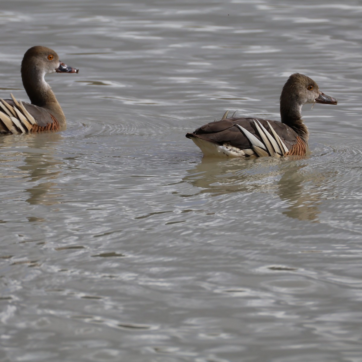 Plumed Whistling-Duck - ML640506689