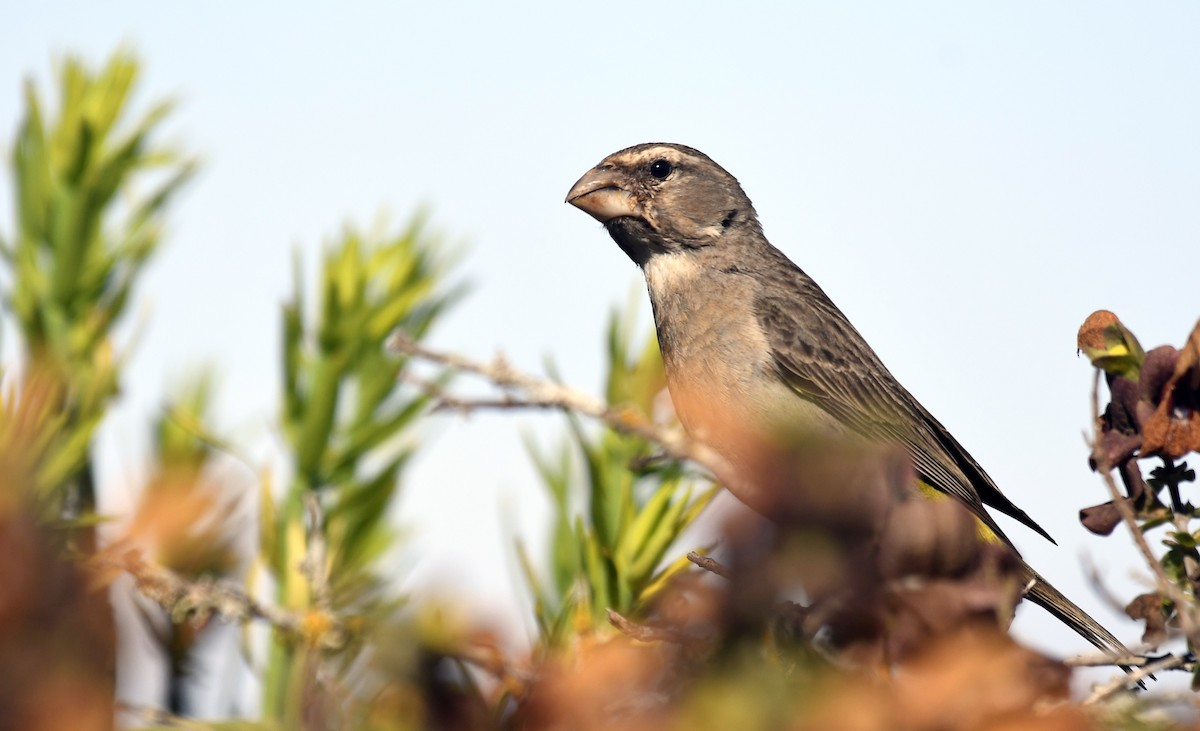 Ak Boğazlı İskete - ML640506690