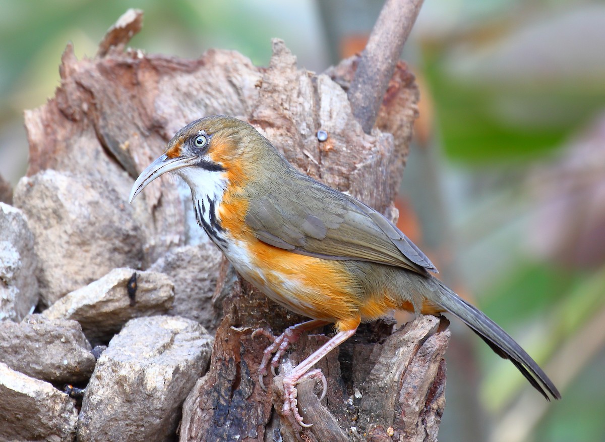 Black-streaked Scimitar-Babbler - ML640506691