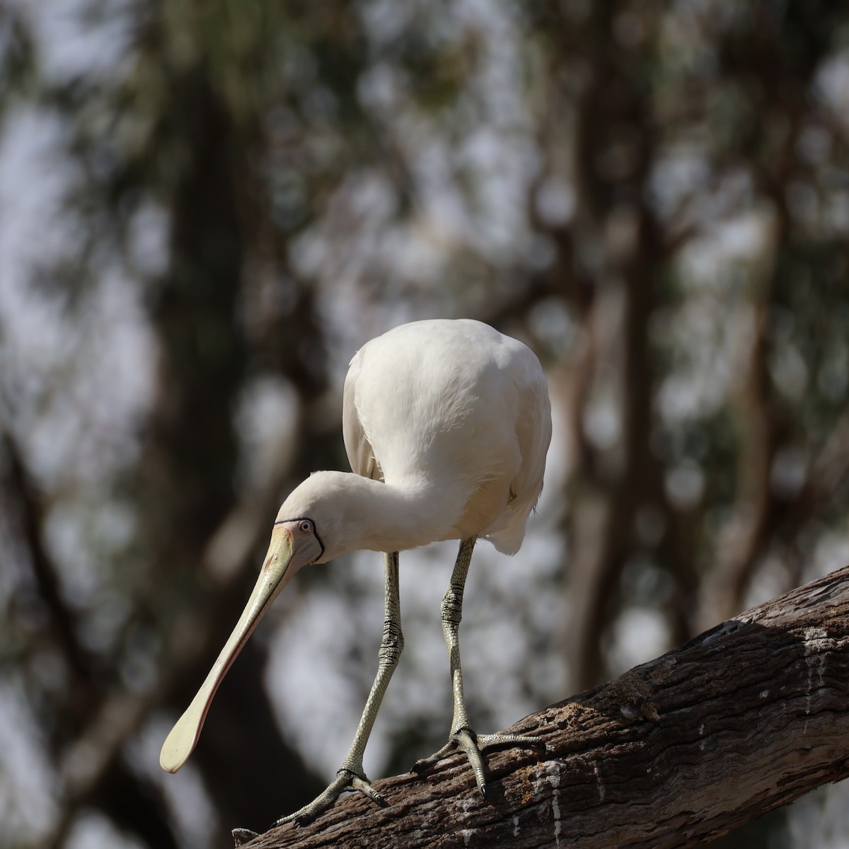 Yellow-billed Spoonbill - ML640506711