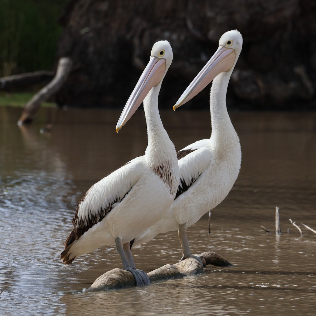 Australian Pelican - ML640506716
