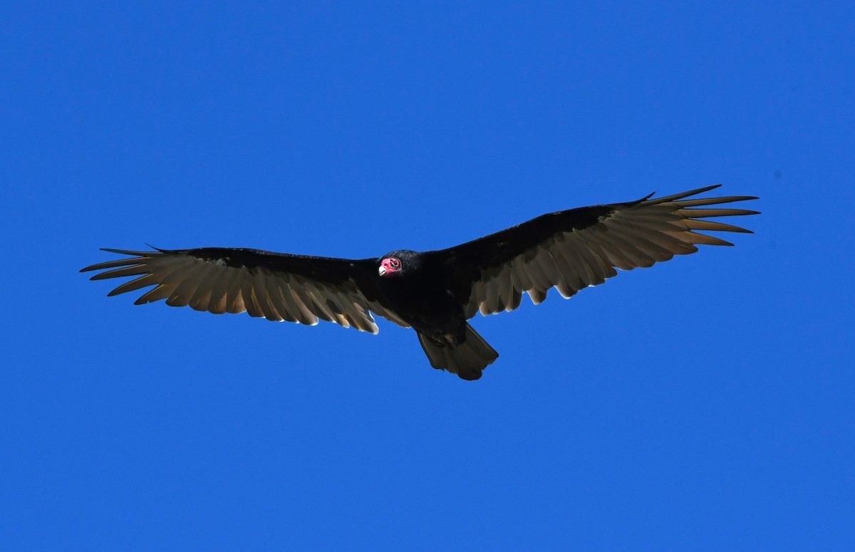 Turkey Vulture - ML640506720