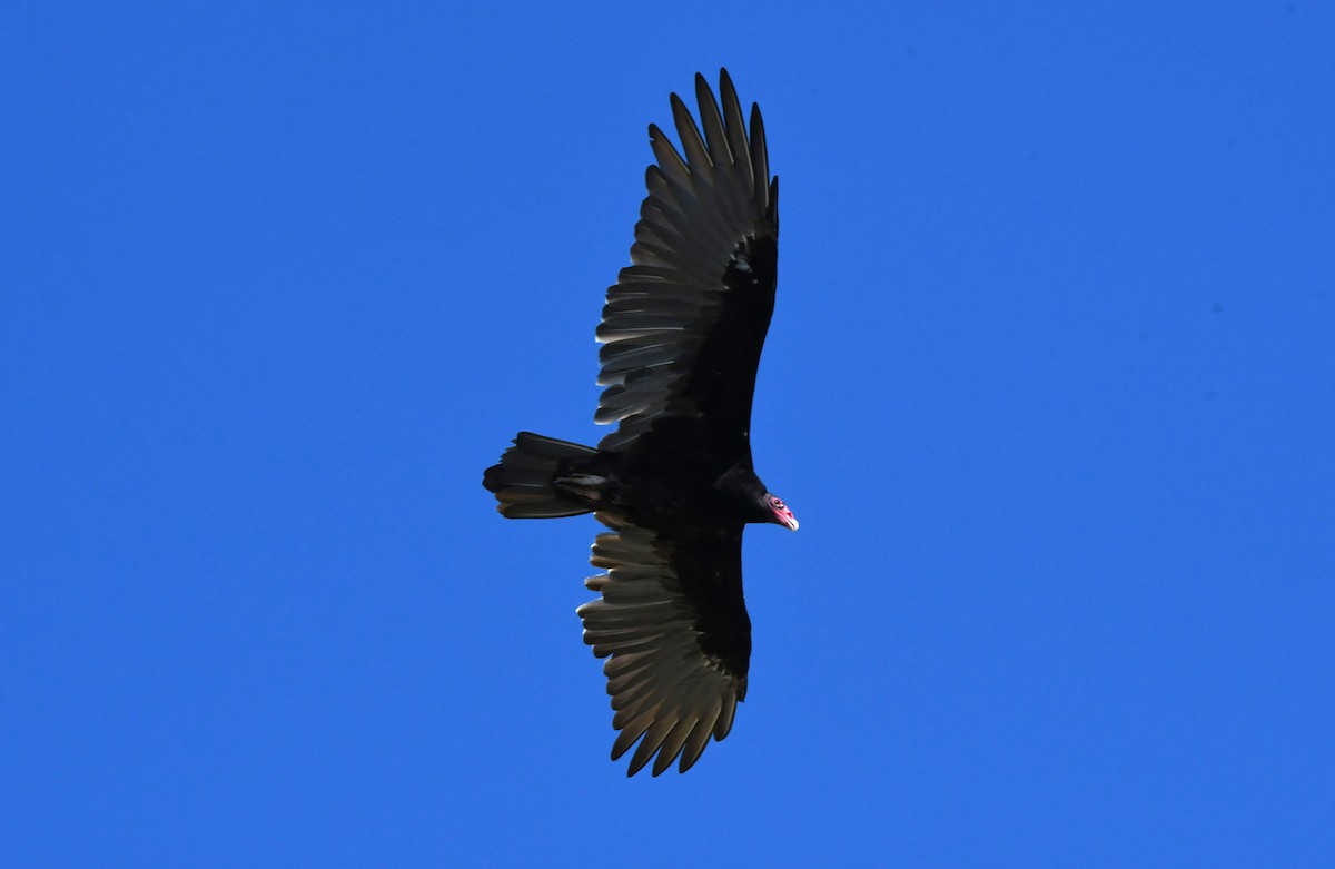 Turkey Vulture - ML640506724