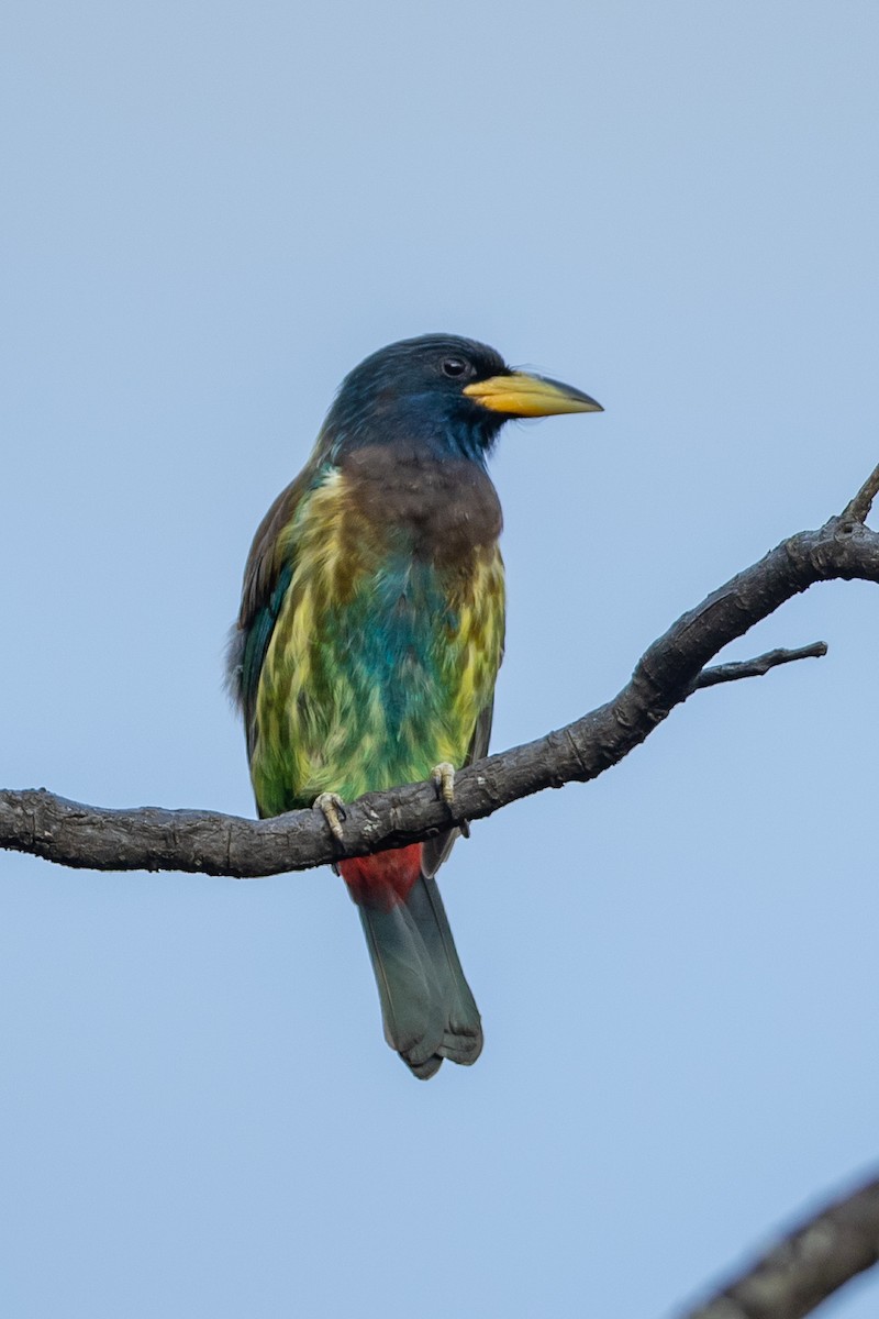 barbet velký - ML640506767