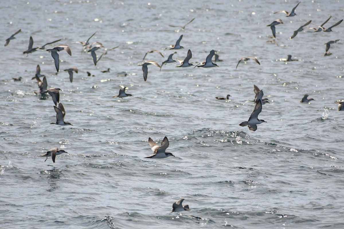 Buller's Shearwater - ML640506786