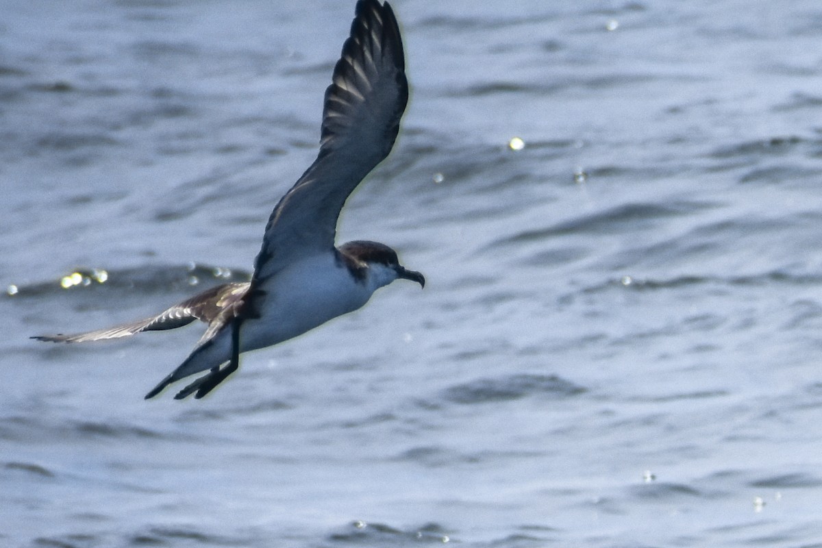 Buller's Shearwater - ML640506788