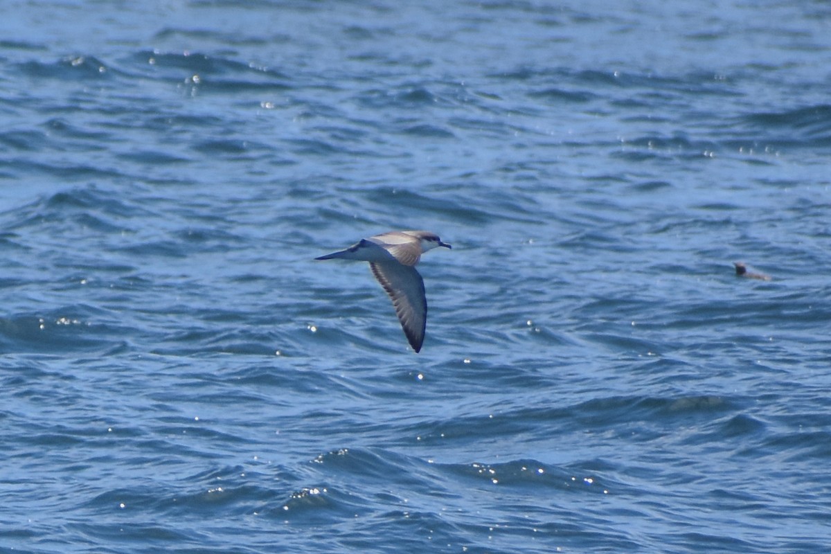 Buller's Shearwater - ML640506789