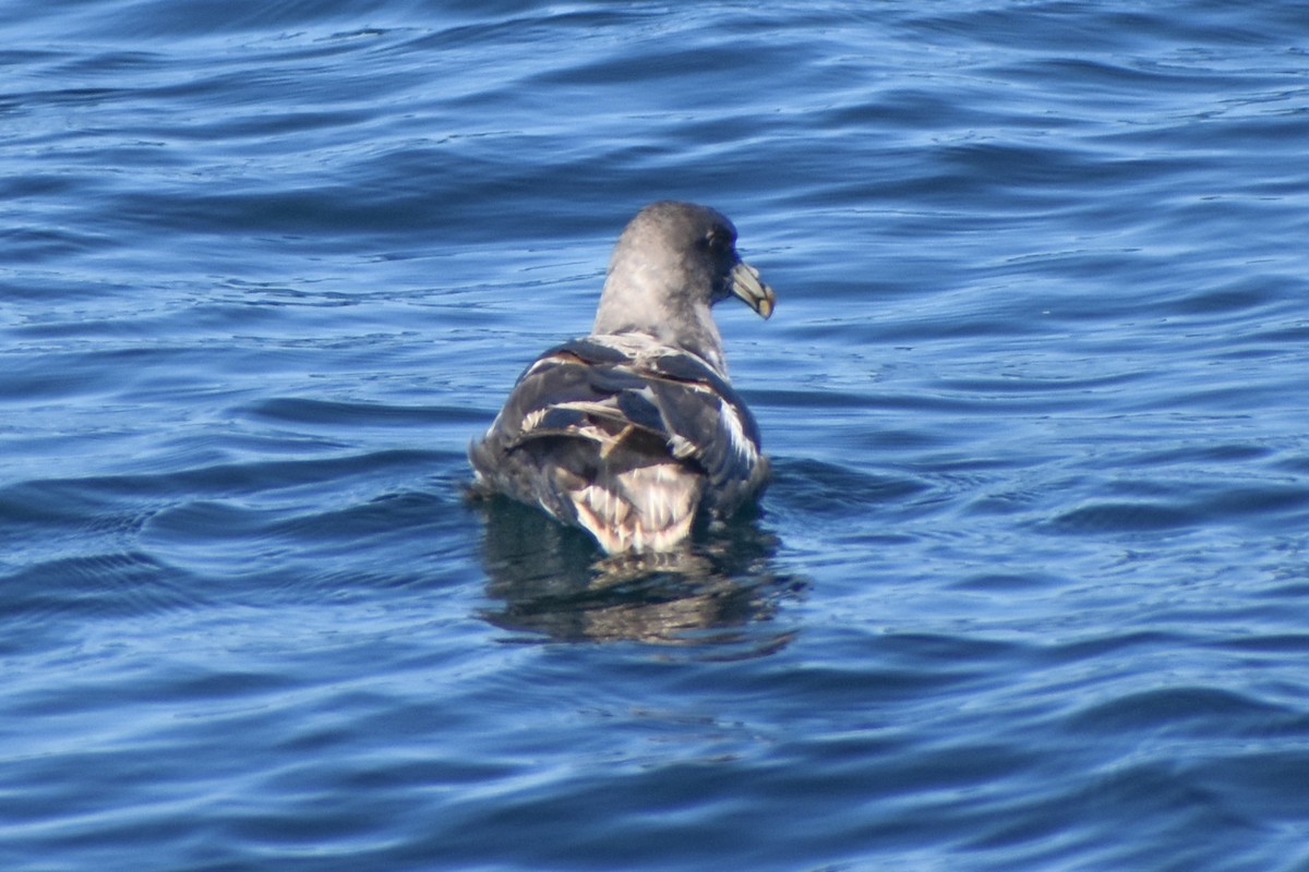 Northern Fulmar - ML640506816