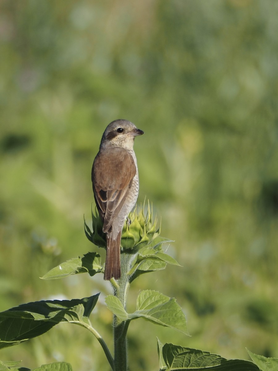 Red-backed Shrike - ML640506825