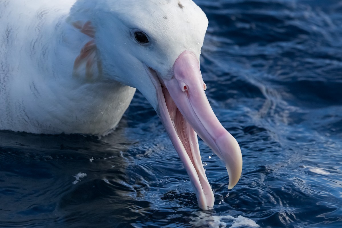 Antipodean Albatross (Gibson's) - ML640506828