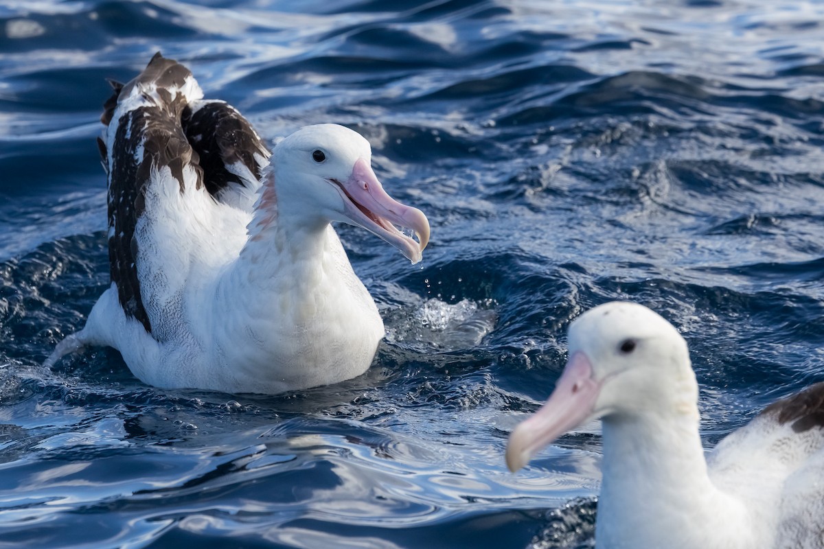 Antipodean Albatross (Gibson's) - ML640506829