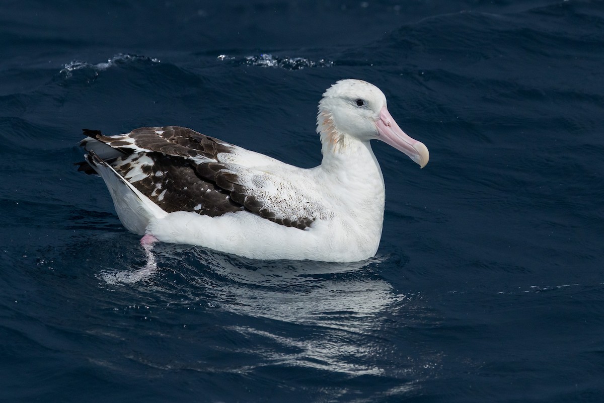 Antipodean Albatross (Gibson's) - ML640506830