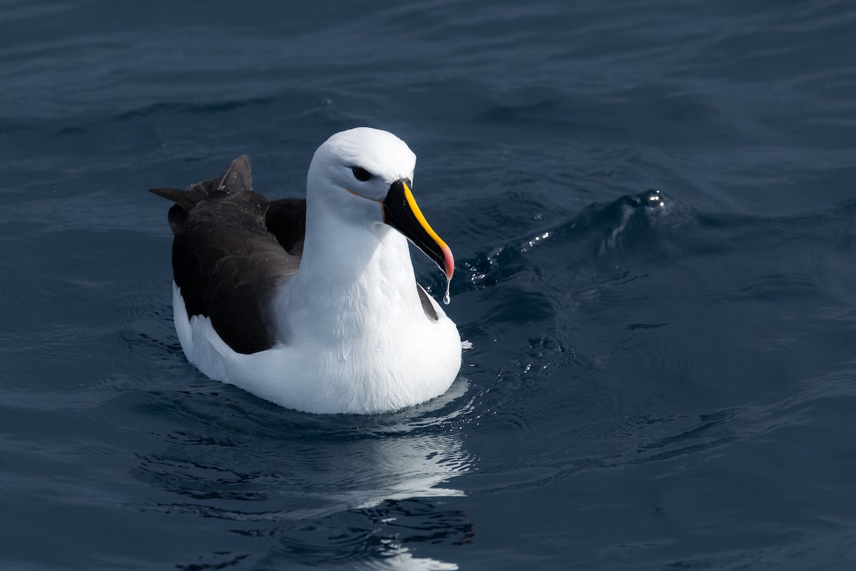 Indian Yellow-nosed Albatross - ML640506845
