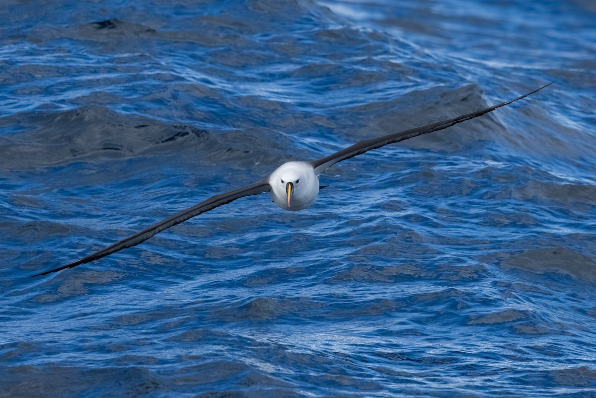 Indian Yellow-nosed Albatross - ML640506846