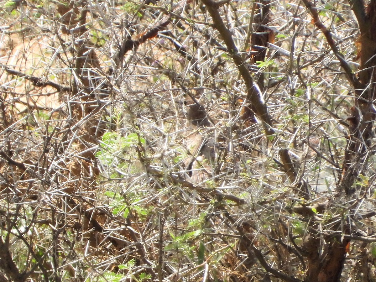 Jungle Prinia - ML640506854