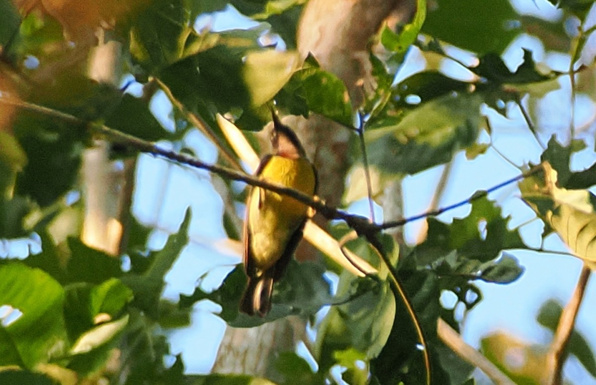 Brown-throated Sunbird - ML640506913